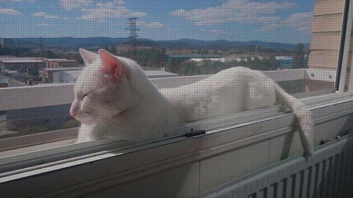 ¿Dónde poder comprar Más sobre cortinas ventanas ventanas rejillas ventanas gatos?